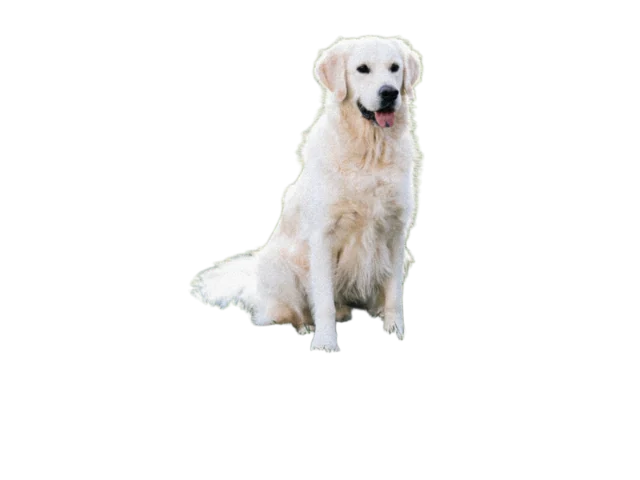 Golden retriever cutout with its background removed
